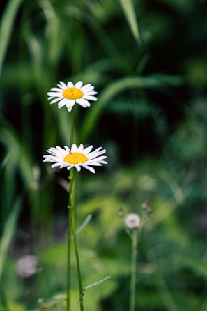 chamomile