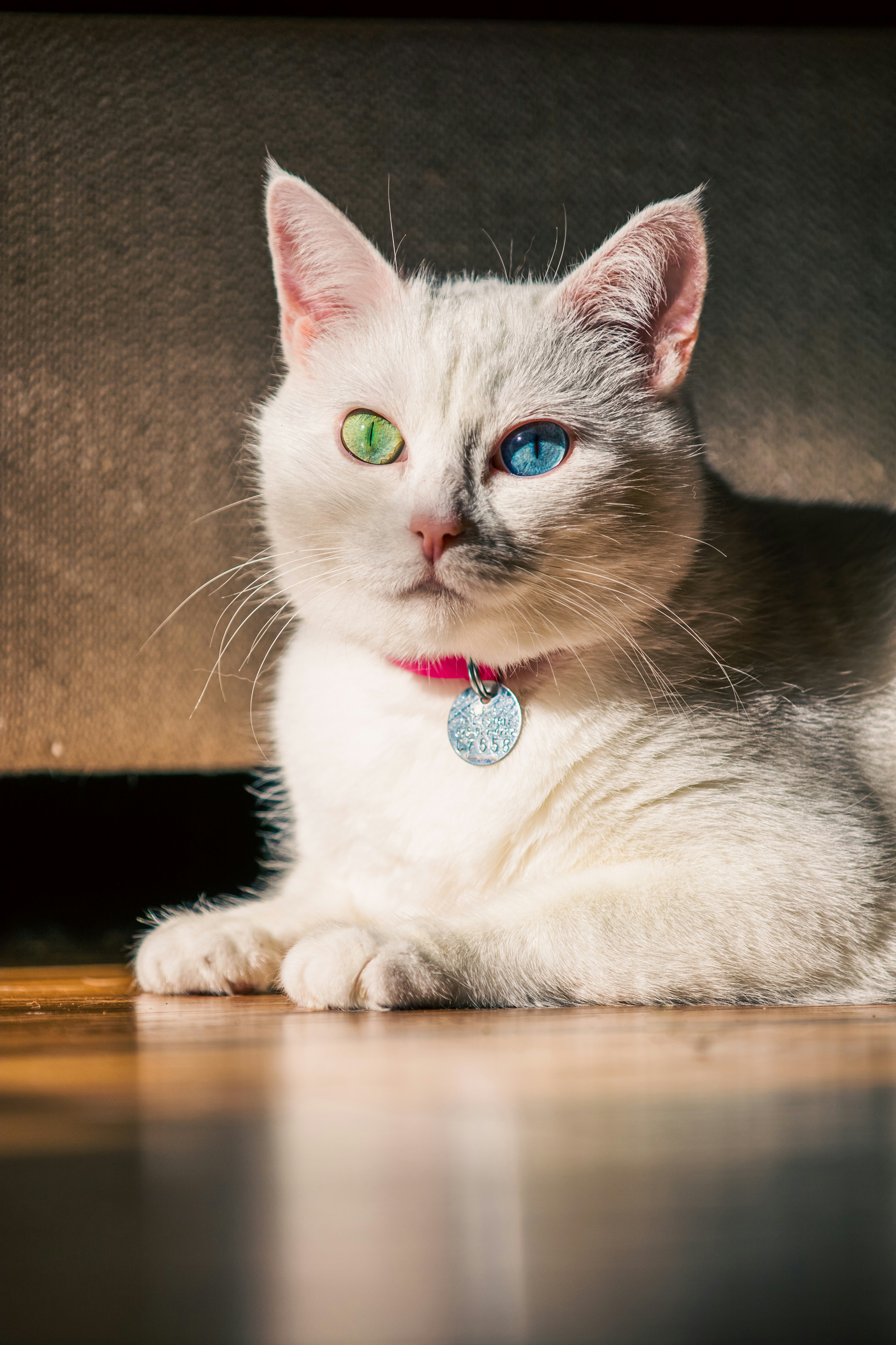 Un chat blanc aux yeux bleus allongé sur le sol