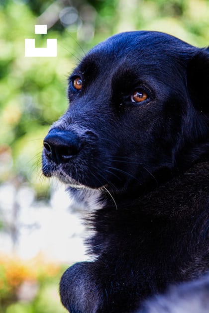 Foto Un primer plano de un perro negro con ojos naranjas – Imagen Perro  gratis en Unsplash