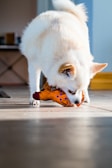 A small, fluffy white dog is intently chewing on a bright orange toy that resembles a chicken. The setting appears to be indoors, with soft lighting and a hardwood floor. The dog's ears are perked, indicating engagement and focus on the toy.