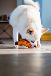 a white dog playing with a toy on the floor