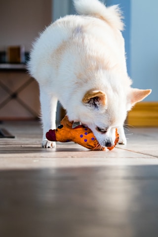 A small, fluffy white dog is intently chewing on a bright orange toy that resembles a chicken. The setting appears to be indoors, with soft lighting and a hardwood floor. The dog's ears are perked, indicating engagement and focus on the toy.
