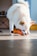 A small, fluffy white dog is intently chewing on a bright orange toy that resembles a chicken. The setting appears to be indoors, with soft lighting and a hardwood floor. The dog's ears are perked, indicating engagement and focus on the toy.