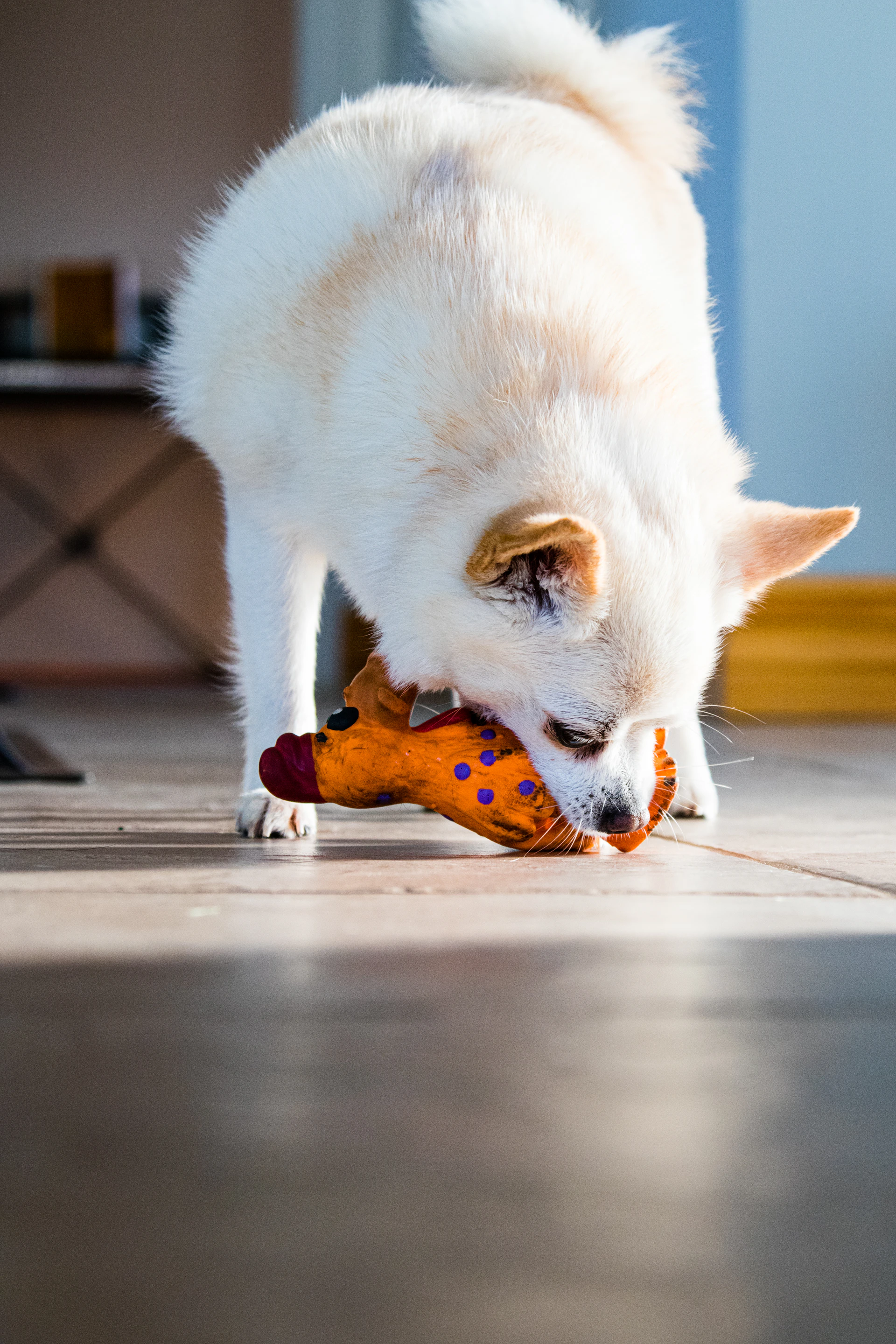 Close-up of a happy dog chewing on a natural wooden chew toy in a cozy home setting.