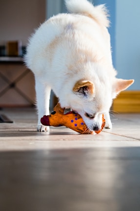 A small, fluffy white dog is intently chewing on a bright orange toy that resembles a chicken. The setting appears to be indoors, with soft lighting and a hardwood floor. The dog's ears are perked, indicating engagement and focus on the toy.