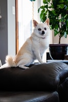 A small, light-colored dog with pointed ears is sitting on a dark leather couch. In the background, there is a potted plant with broad green leaves. Sunlight is streaming in from a window, casting shadows.