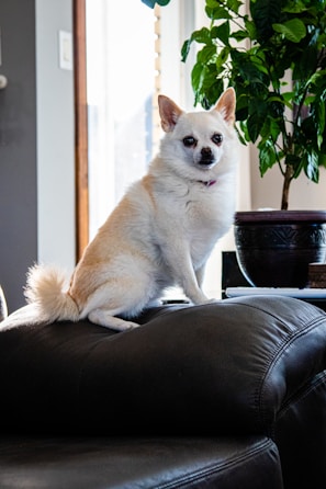 A small, light-colored dog with pointed ears is sitting on a dark leather couch. In the background, there is a potted plant with broad green leaves. Sunlight is streaming in from a window, casting shadows.