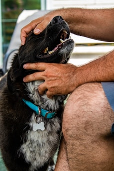 A dog with a black and white coat is being affectionately petted by a person. The dog wears a blue collar with a bone-shaped tag and shows a happy expression with its mouth open. The person's hand gently rests on the dog's head and neck, displaying a moment of connection and trust.