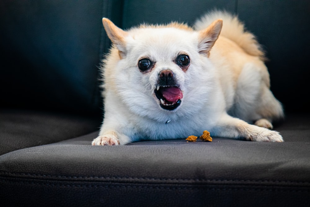 a small white dog laying on top of a black couch