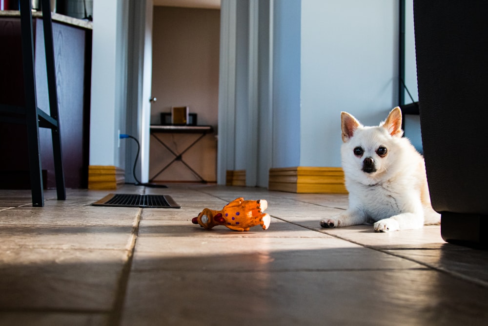 a small white dog laying on a tile floor