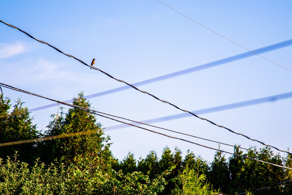 a bird sitting on top of a power line