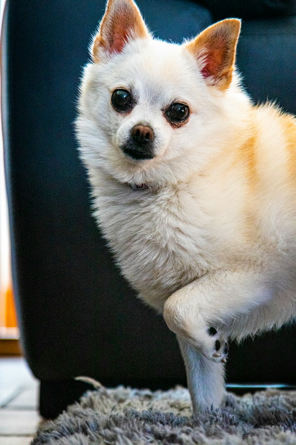 a small white dog standing on its hind legs