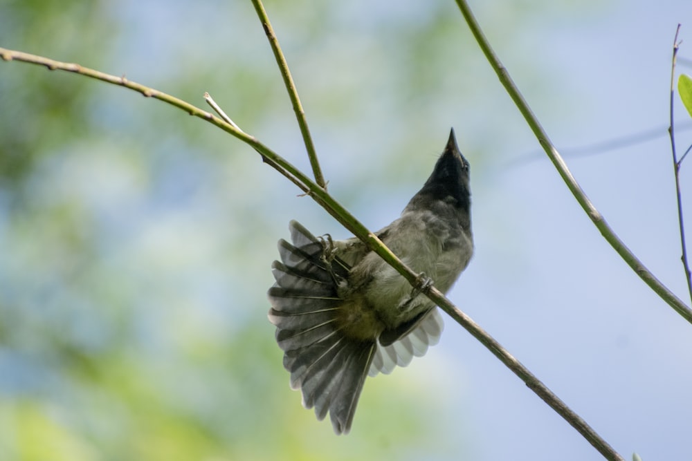 a bird that is sitting on a branch