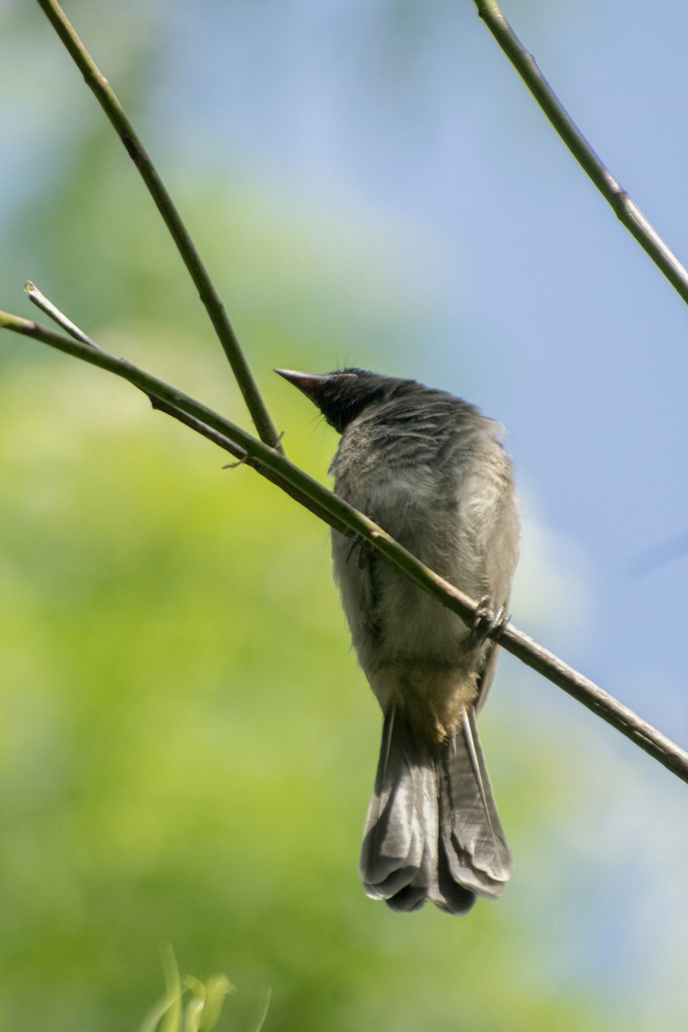 a small bird perched on a tree branch