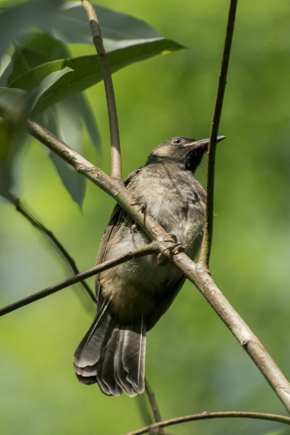 a small bird perched on a tree branch