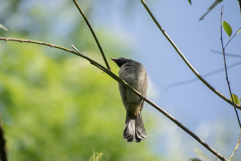 a small bird perched on a tree branch