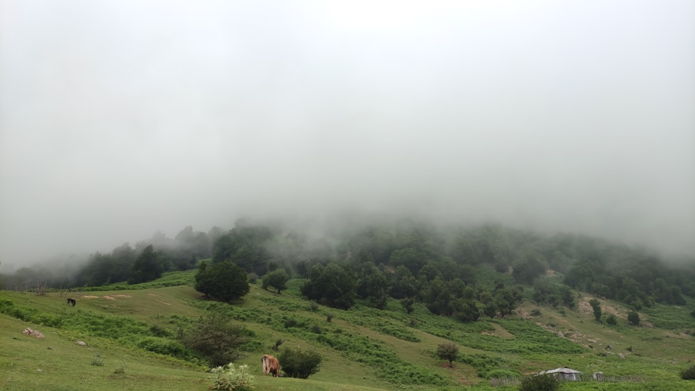 a horse grazing on a lush green hillside