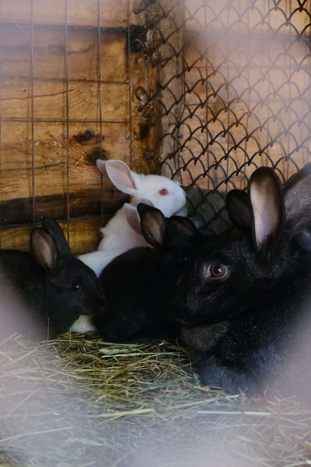 a group of rabbits sitting in a cage