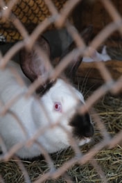 A white rabbit with dark ears and nose is inside a cage made of metal mesh. The rabbit is sitting on straw bedding, and the background appears to be the interior of a wooden hutch.
