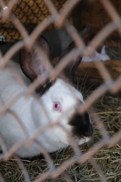 A white rabbit with dark ears and nose is inside a cage made of metal mesh. The rabbit is sitting on straw bedding, and the background appears to be the interior of a wooden hutch.