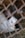A white rabbit with dark ears and nose is inside a cage made of metal mesh. The rabbit is sitting on straw bedding, and the background appears to be the interior of a wooden hutch.