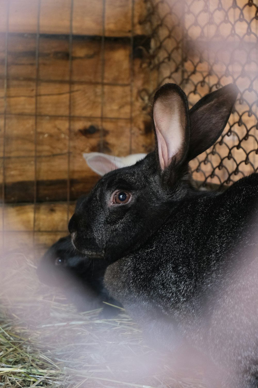 a small black rabbit sitting in a cage