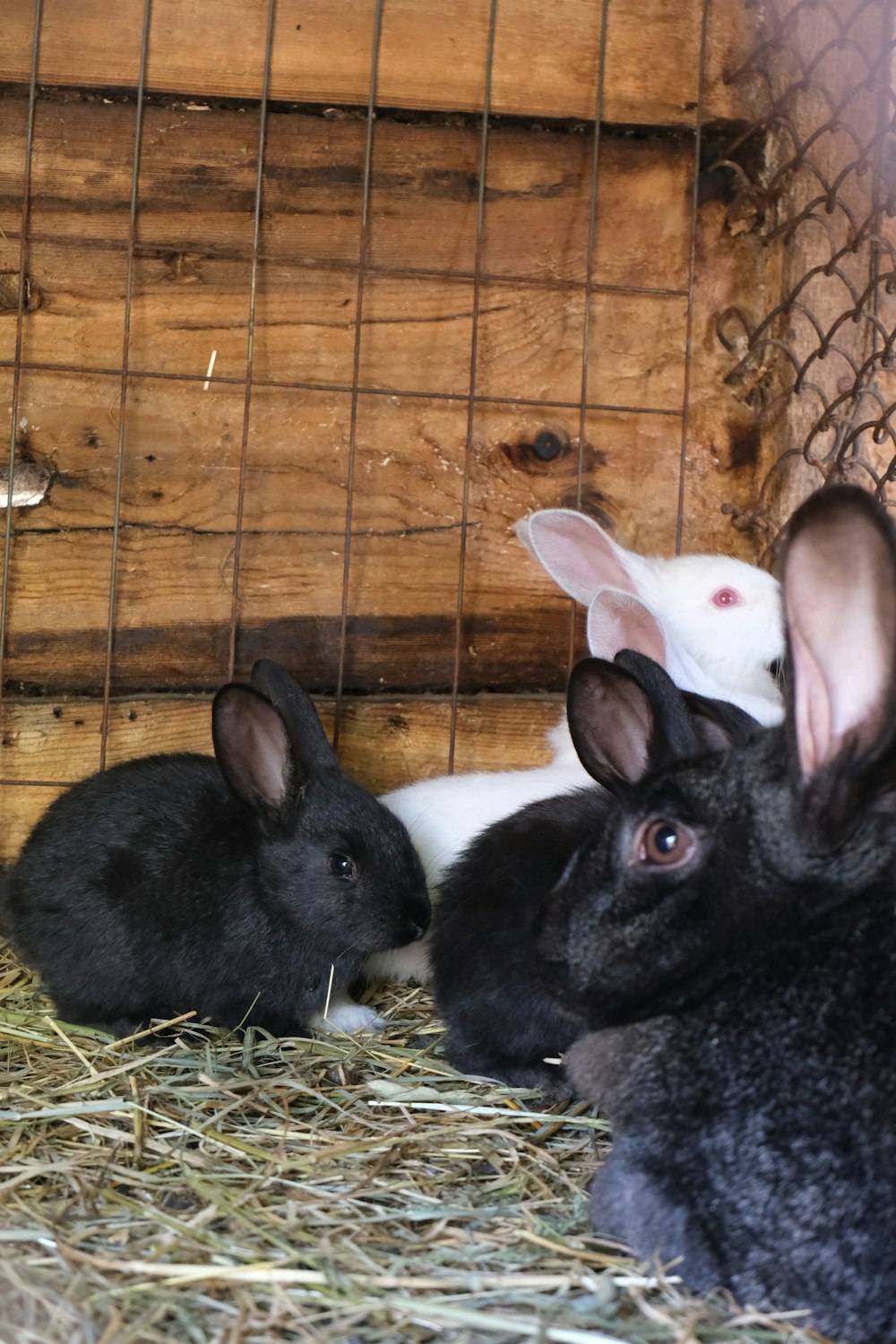 un paio di conigli seduti uno accanto all'altro