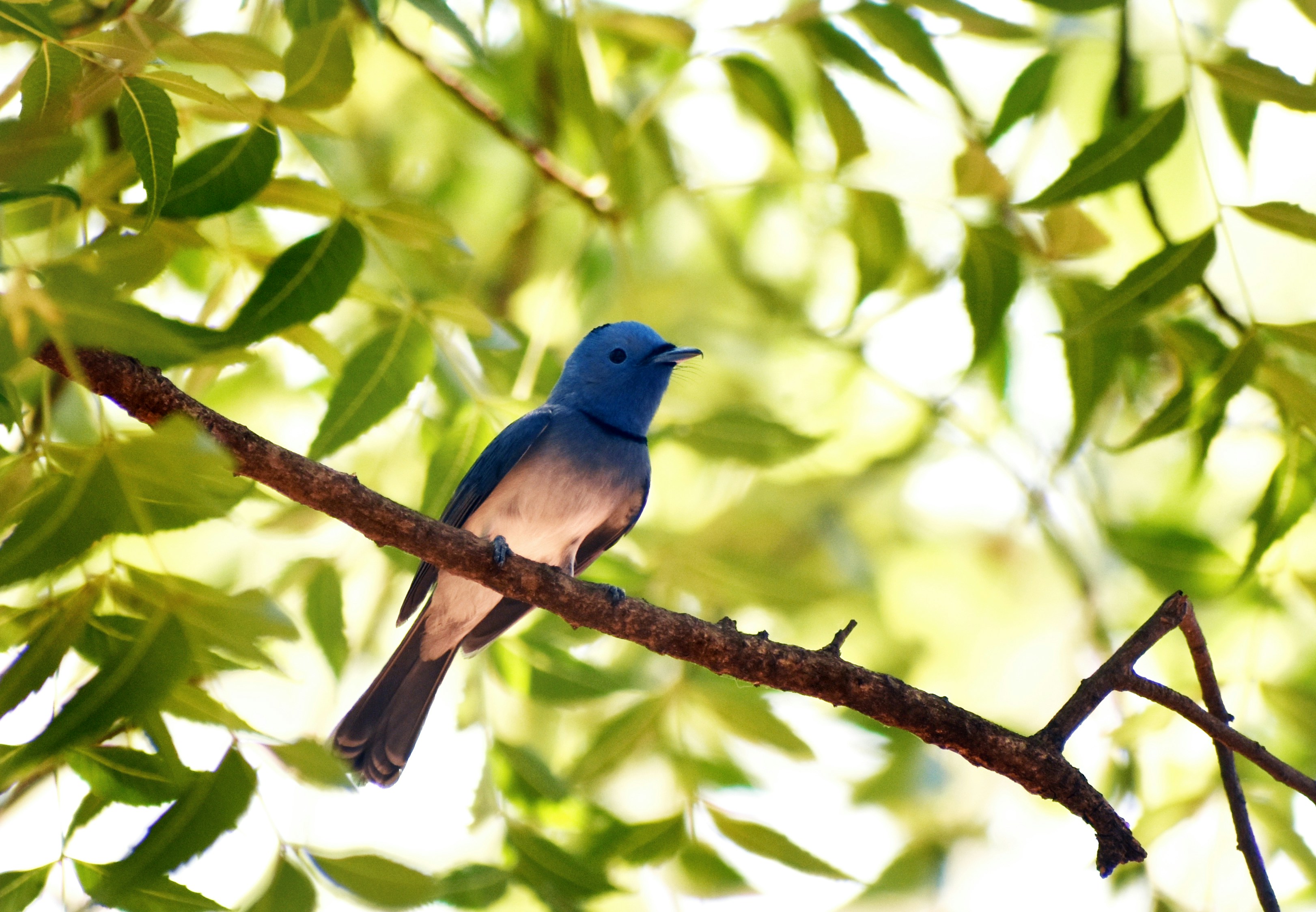 Photo by shoummosengupta