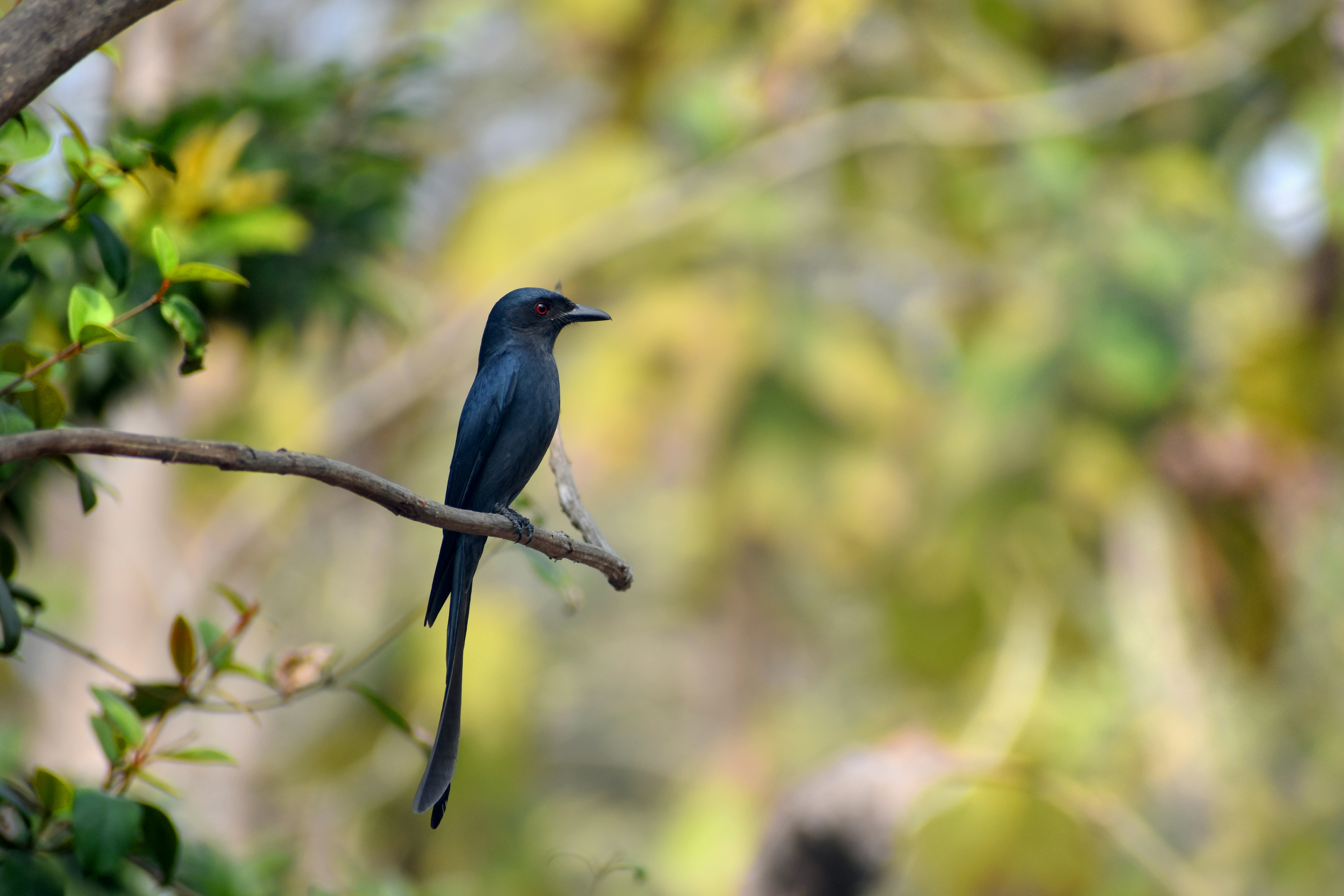 Photo by shoummosengupta