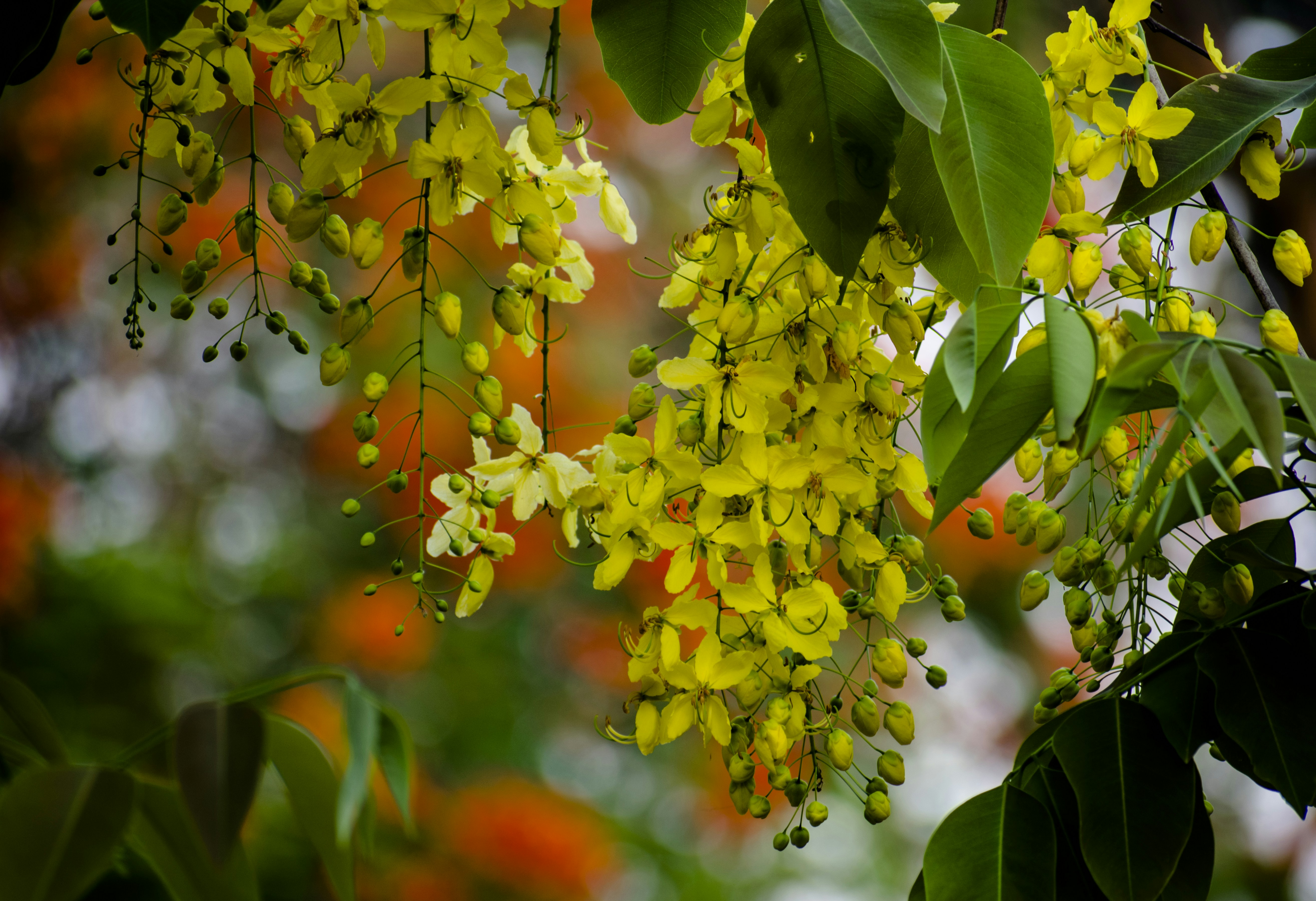 Photo by shoummosengupta