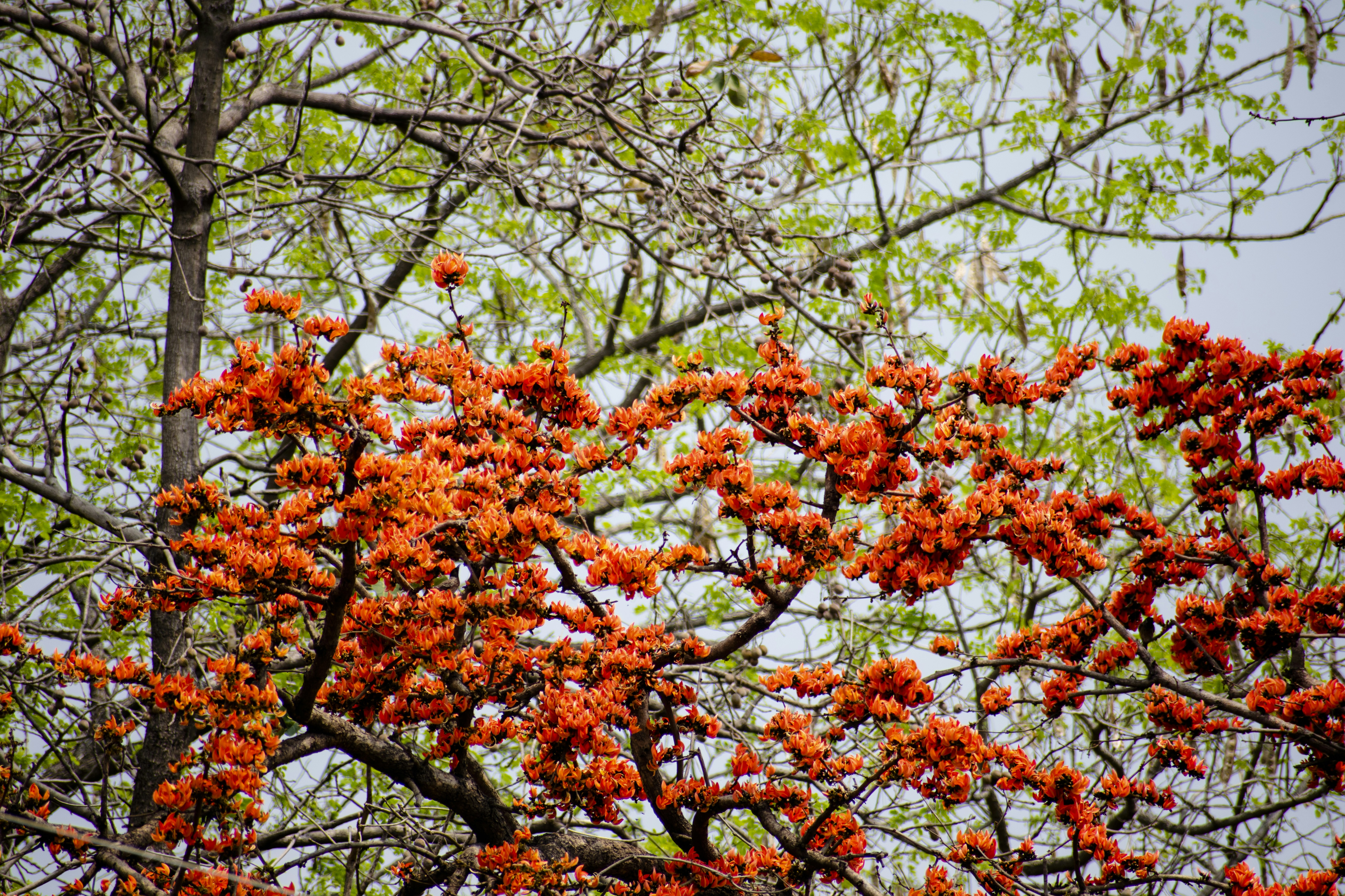 Photo by shoummosengupta