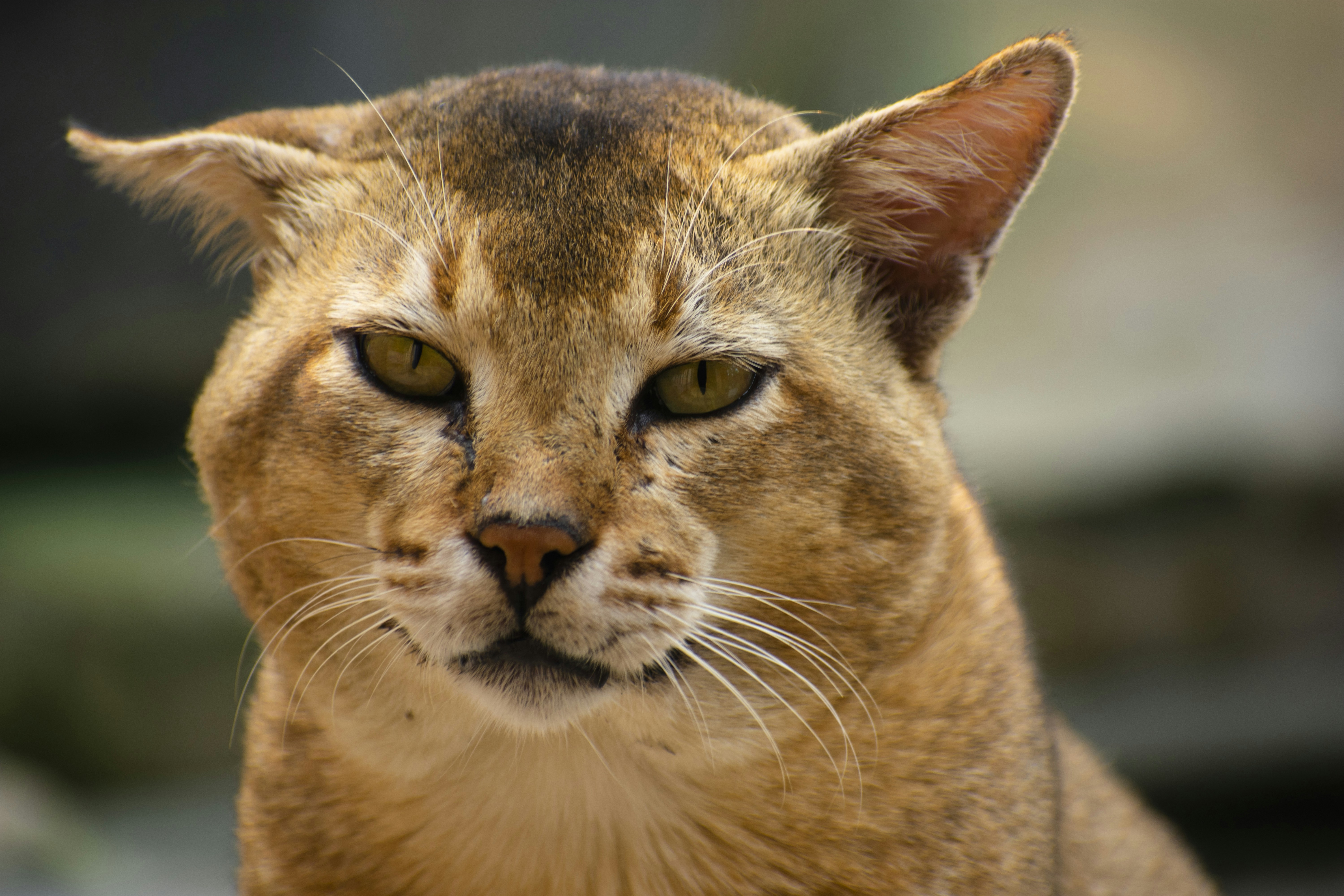 Photo by shoummosengupta