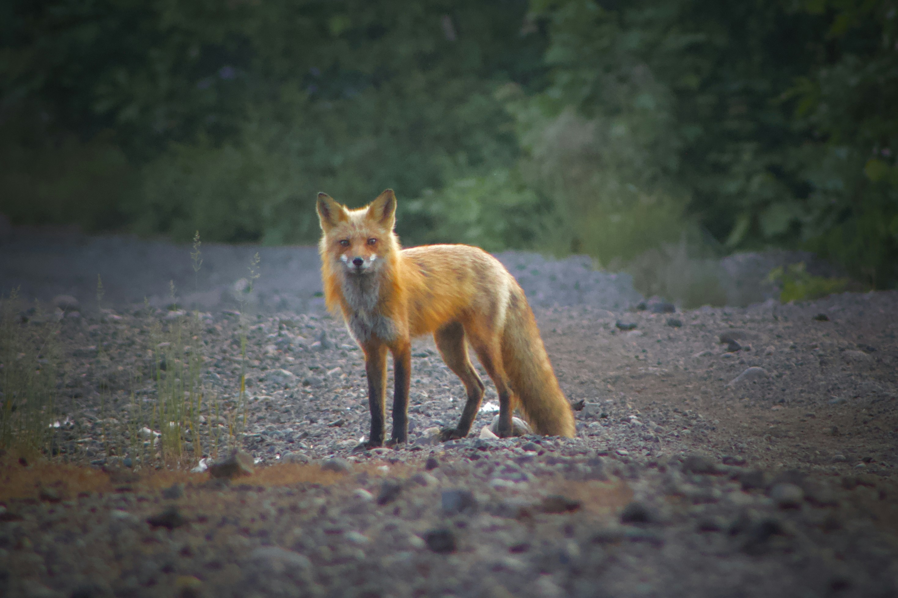 uma raposa vermelha em pé em uma estrada de cascalho