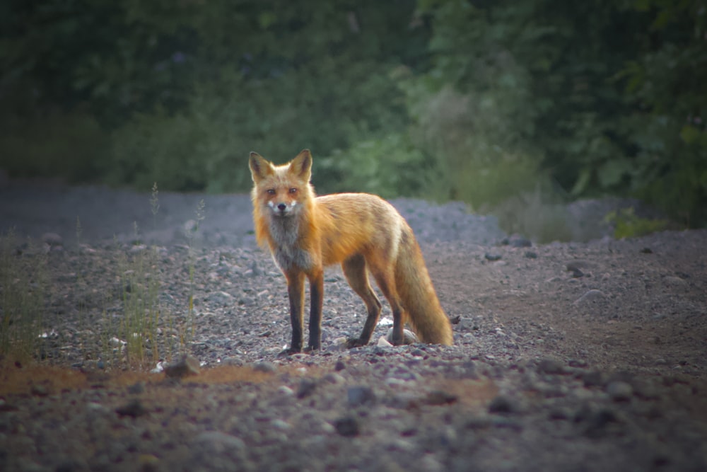 a red fox standing on a gravel road