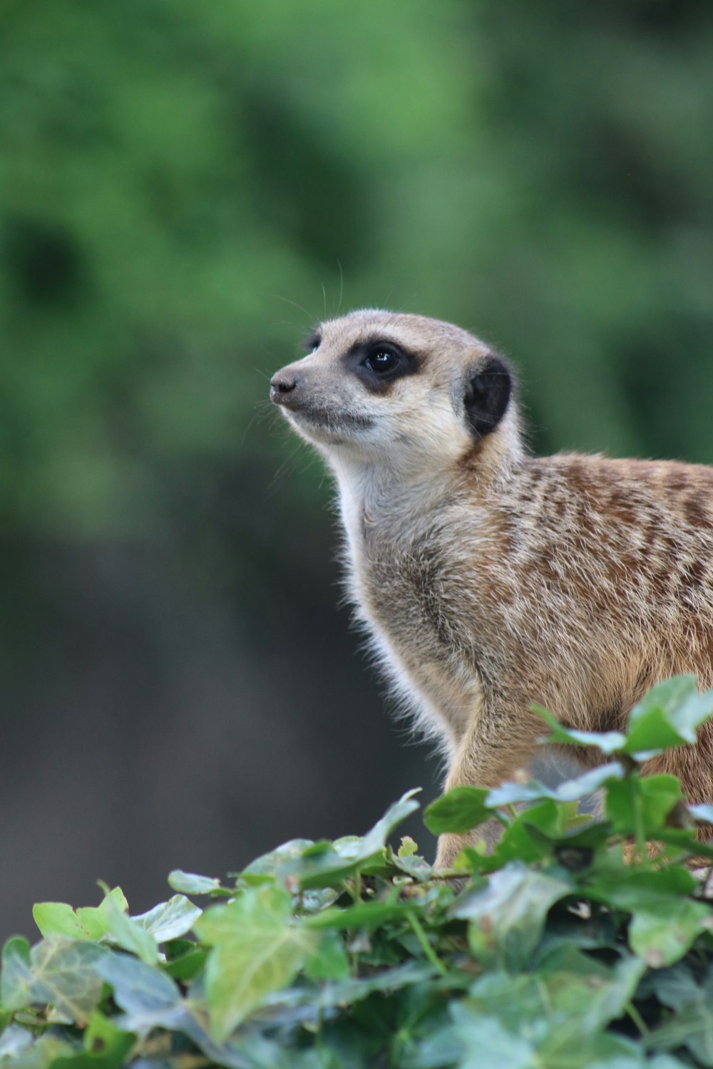 a small meerkat standing on top of a tree