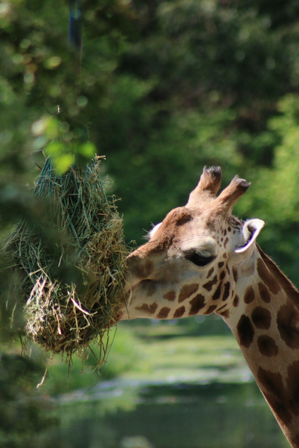 a giraffe is eating grass from a tree