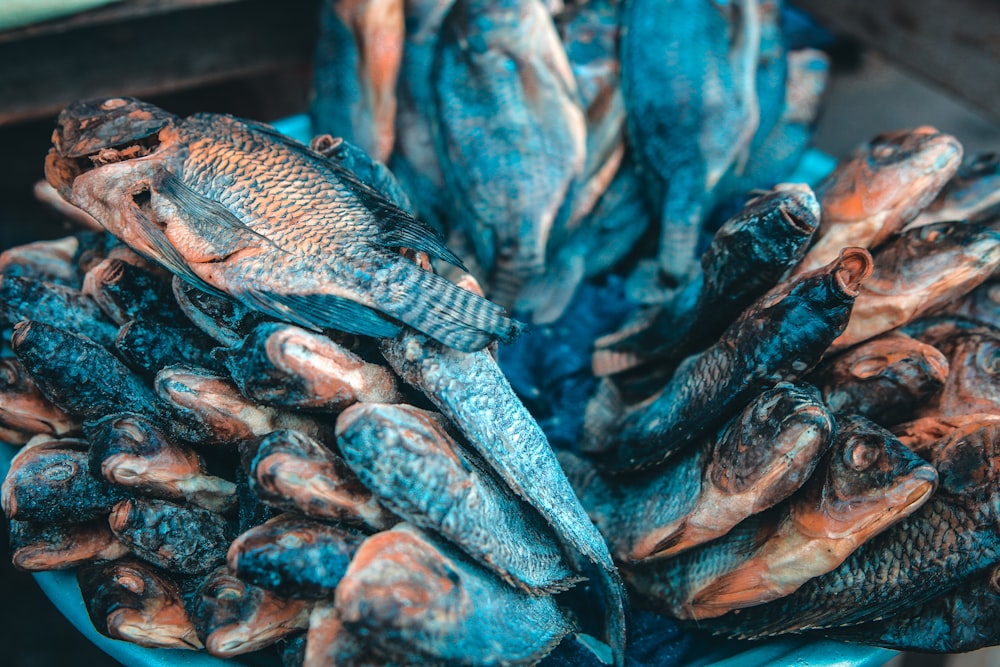 un bouquet de poissons qui sont dans un bol