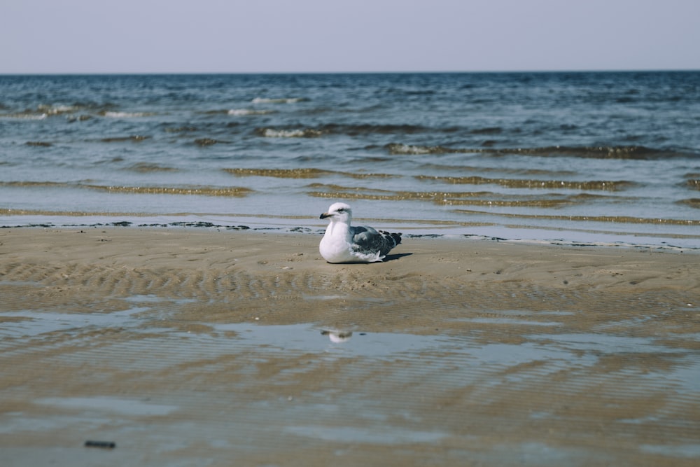 a seagull sitting on the sand of a beach