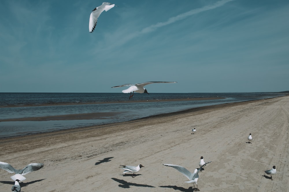 a flock of seagulls flying over a sandy beach