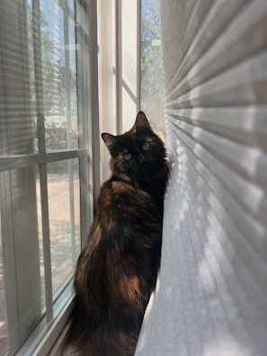 A fluffy cat dressed in a vibrant, original shirt posing by a sunny window.