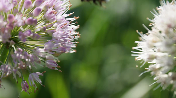 a close up of a flower with a bee on it