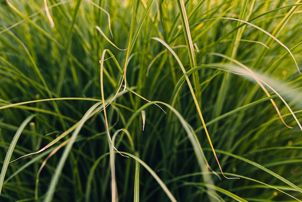 a close up of a green grass plant