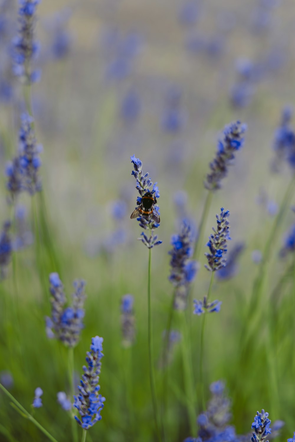 a bee sitting on top of a purple flower