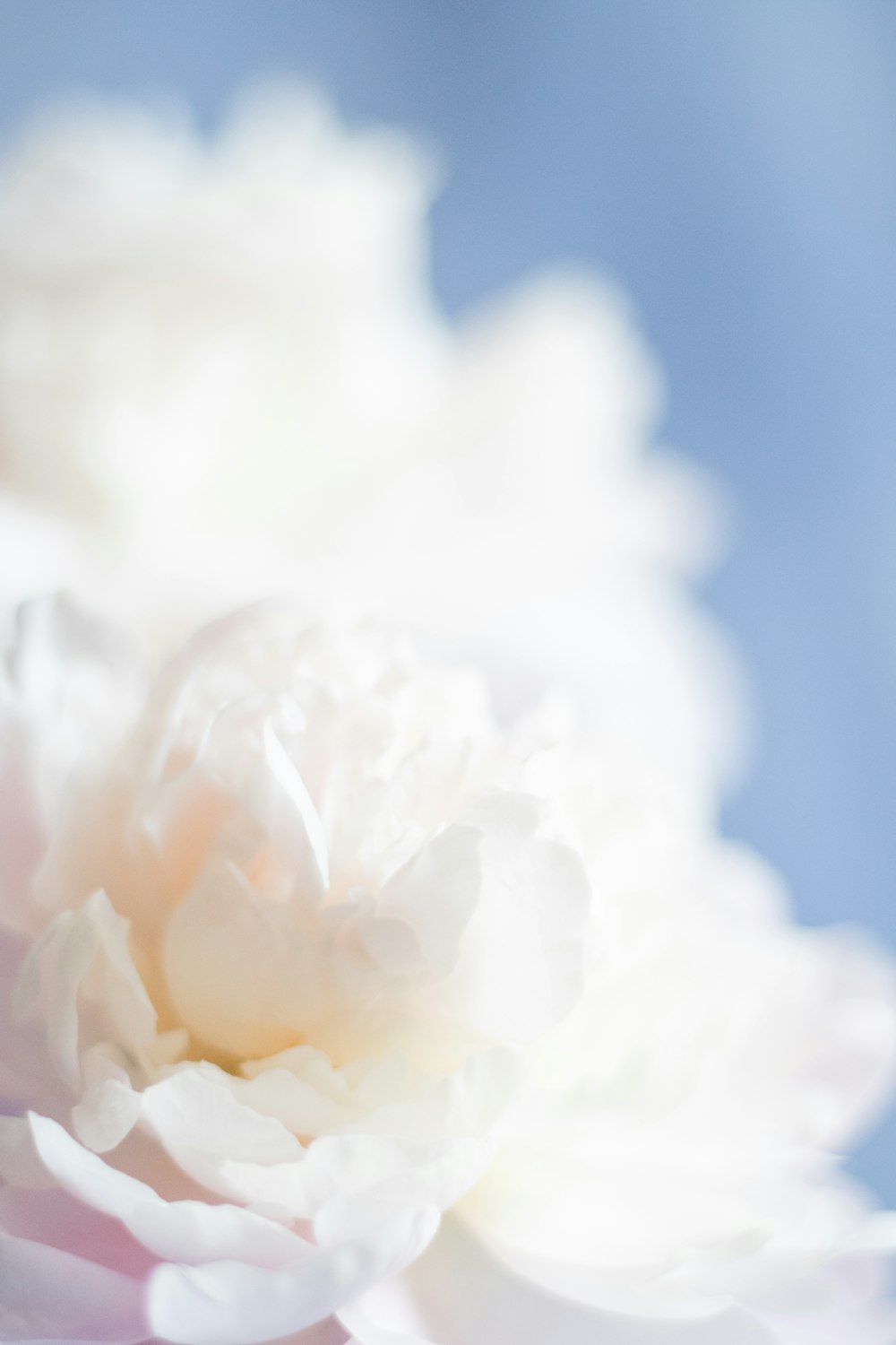 a close up of a white flower on a blue background