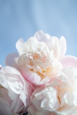 a bunch of white and pink flowers on a blue background