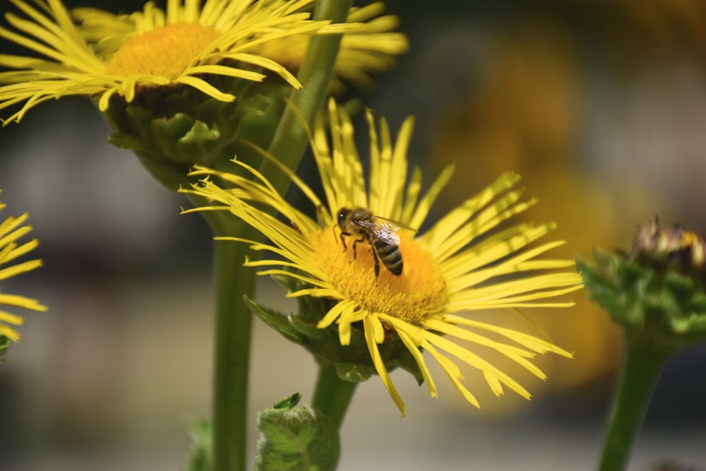 a bee is sitting on a yellow flower