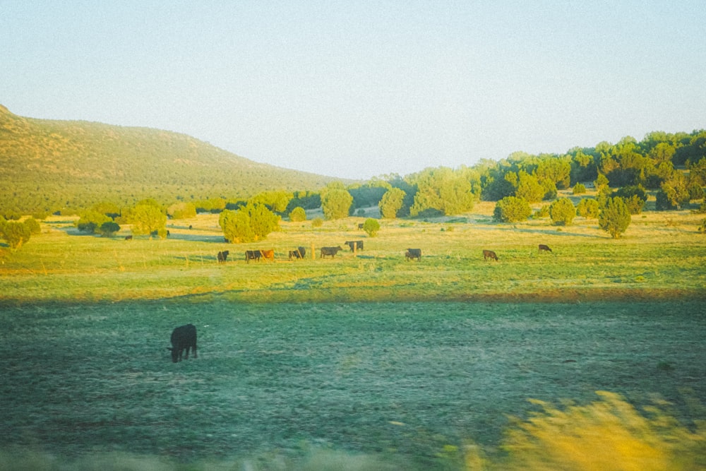 a herd of cattle grazing on a lush green field