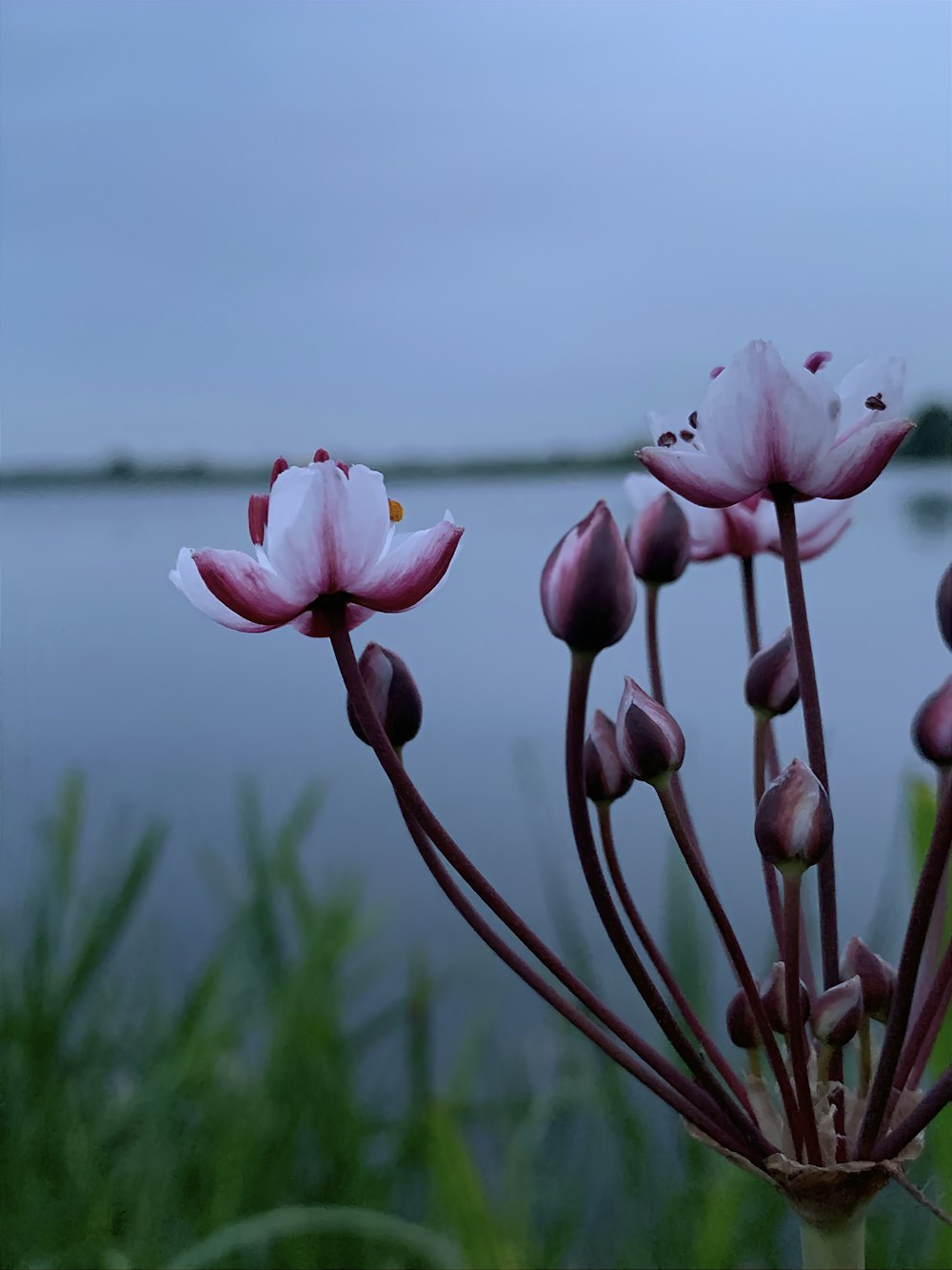 a close up of a flower near a body of water