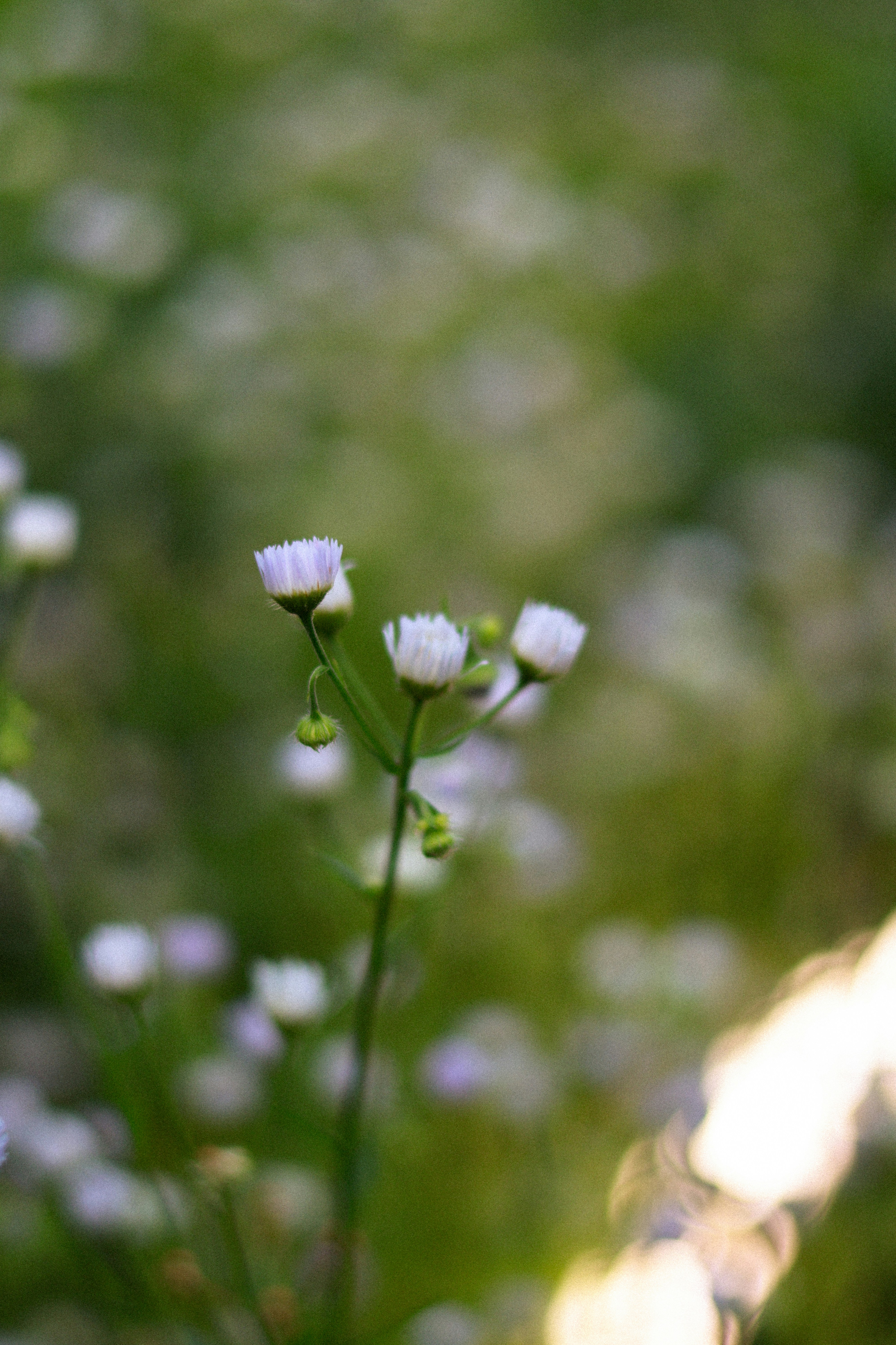 Photo by anyutakejbalo