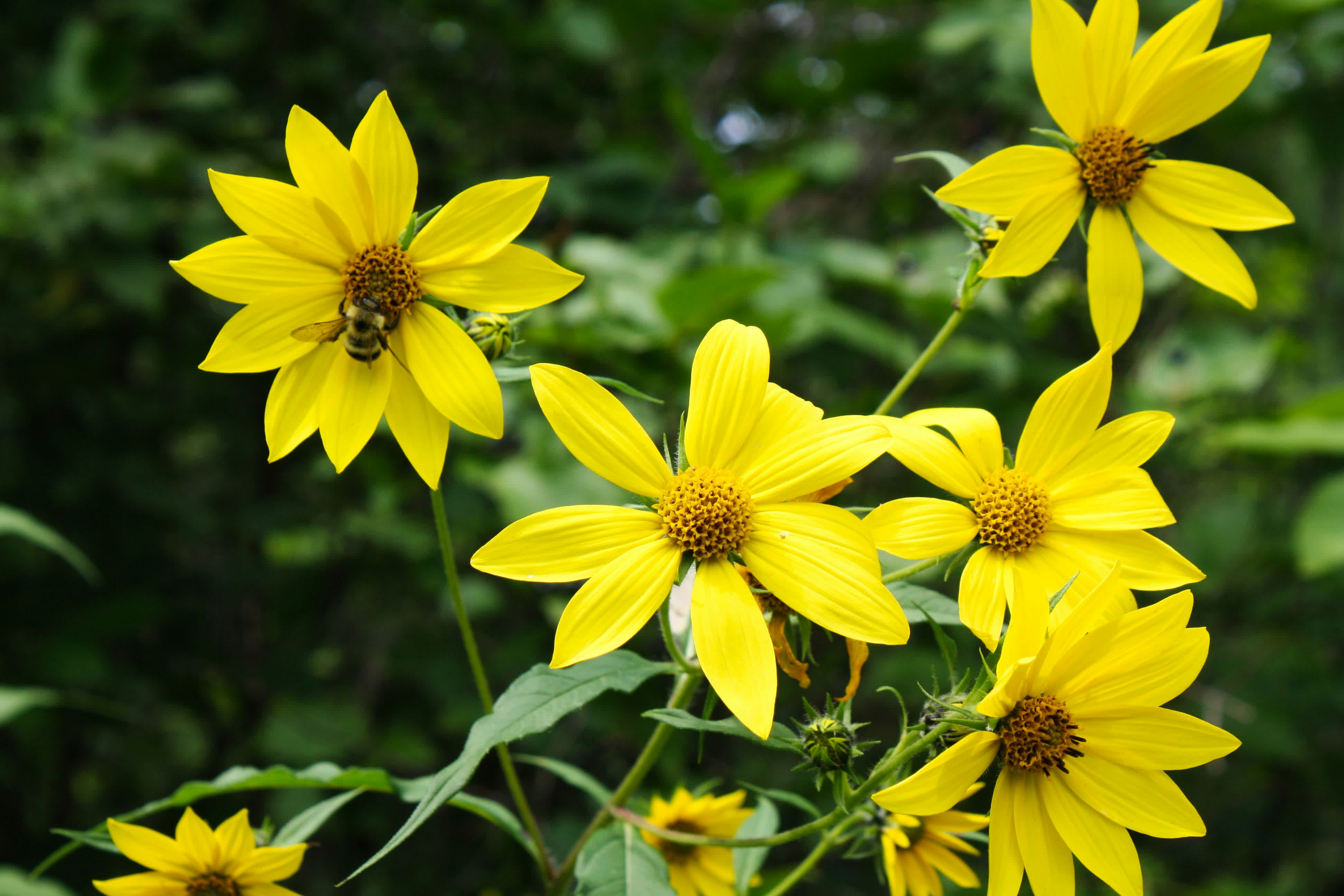 Photo by jackocoolio